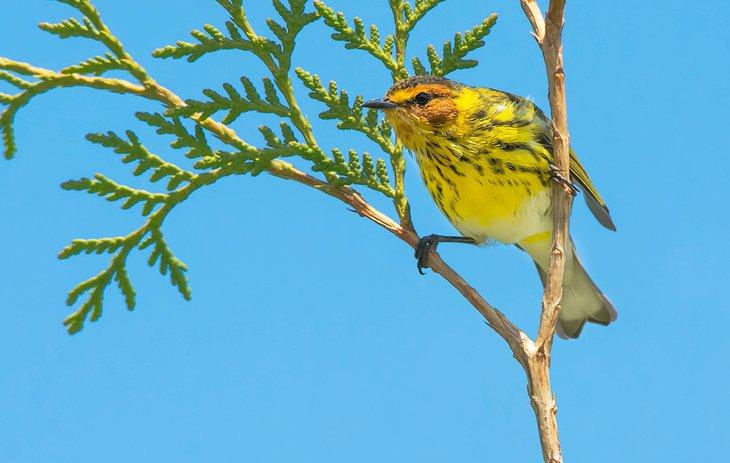 Paruline de Cape May