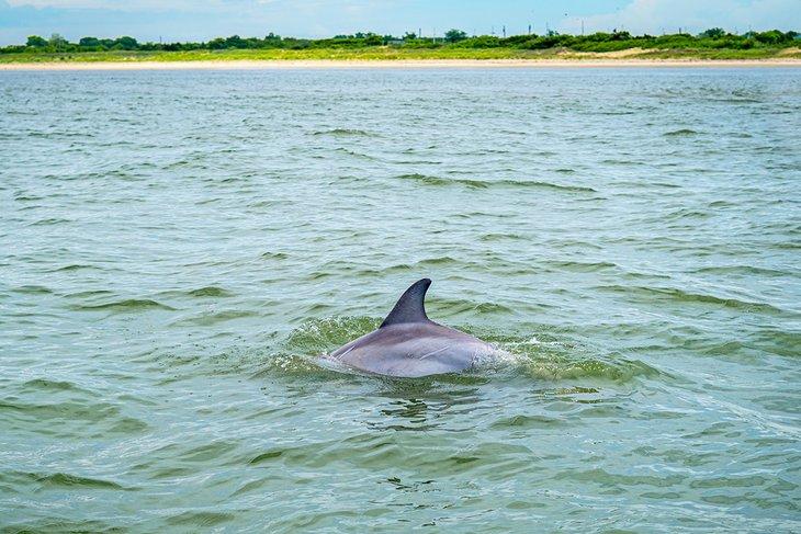 Dauphin au large de Cape May