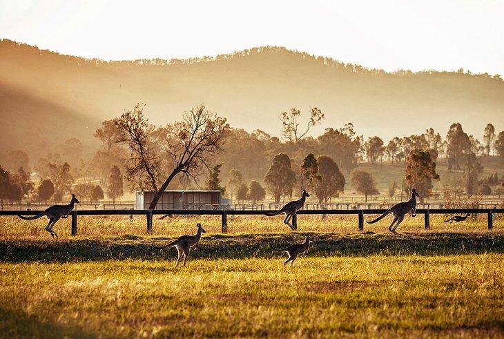 Hunter Valley