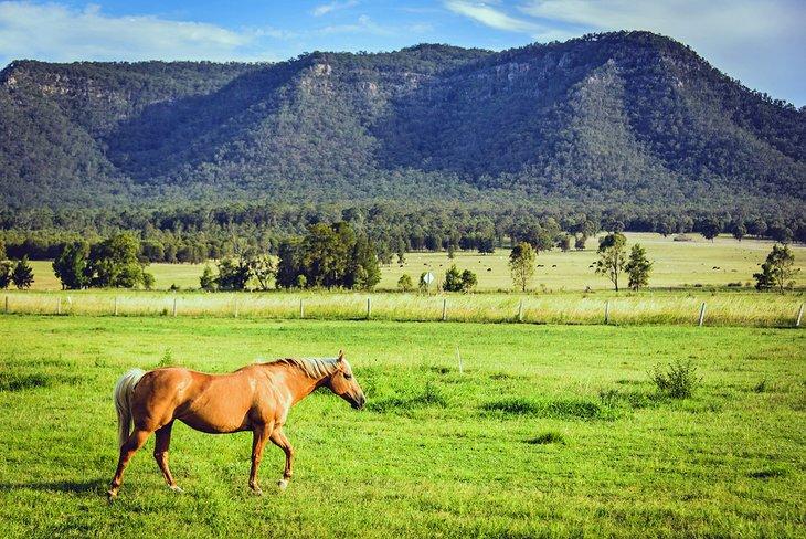 Pferd im Hunter Valley