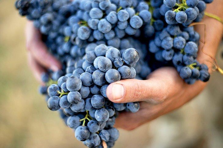 Frische Trauben im Hunter Valley