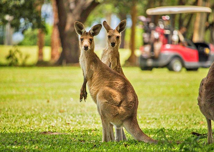 Kängurus auf dem Golfplatz