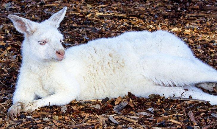 Albino-Känguru im Hunter Valley Zoo