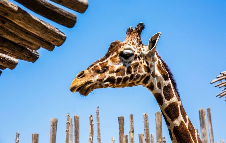 Girafe au ABQ BioPark
