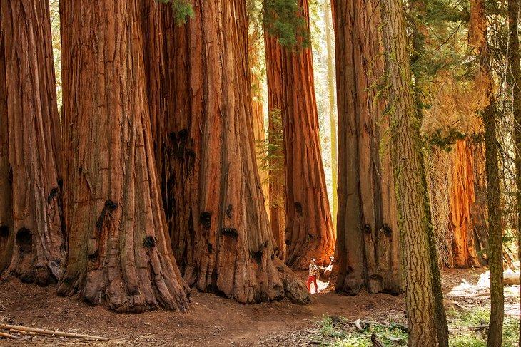 Excursionista en el Parque Nacional Sequoia