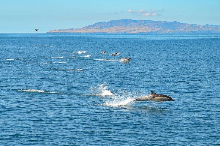 Delfines, en ruta a la Isla Santa Cruz