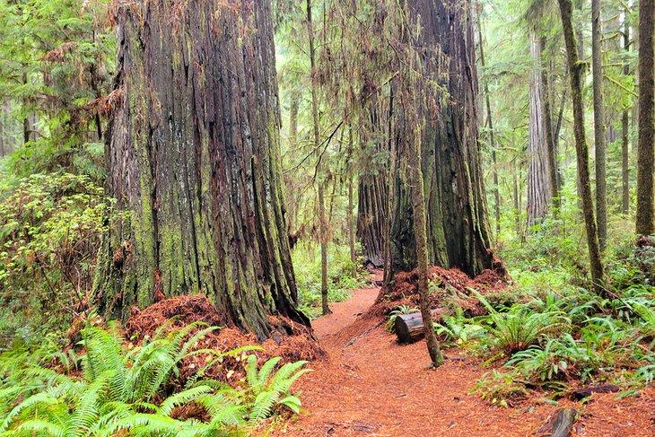 Parque Estatal Jedediah Smith Redwoods