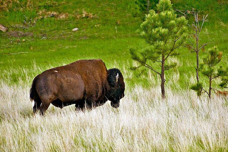 Carretera Wildlife Loop