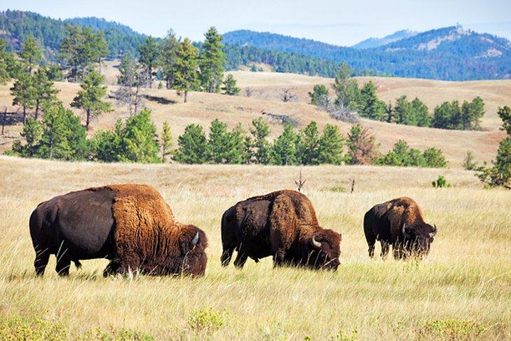 Bisonte cerca de Custer