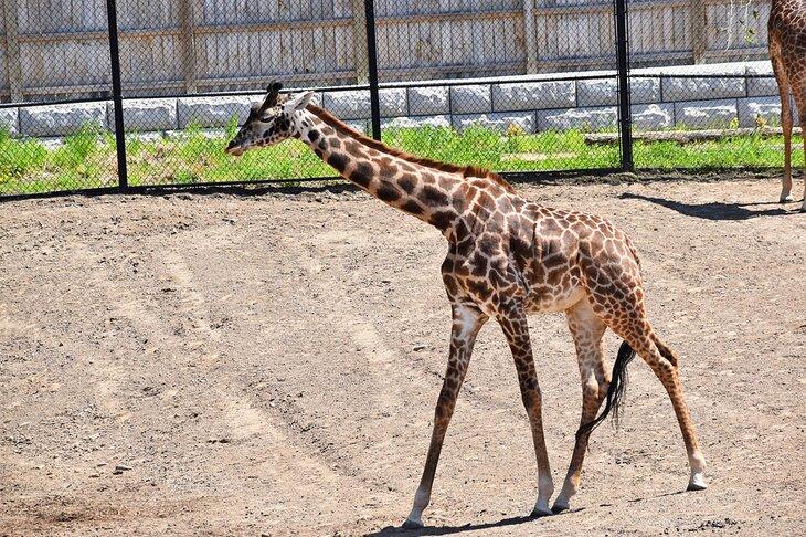 Jirafa en el Zoo del Parque Seneca