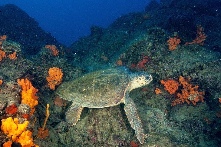 Tortugas boba en un sitio de buceo cerca de Marmaris