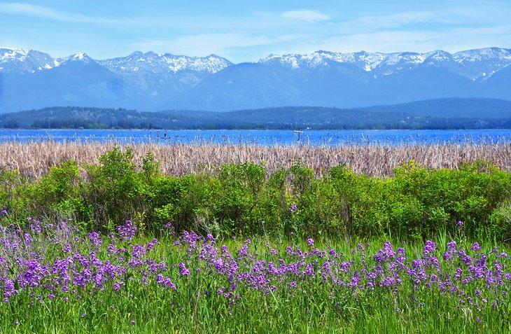 Wildblumen blühen am Flathead Lake