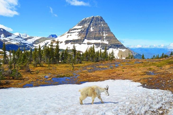 Bergziege im Glacier-Nationalpark