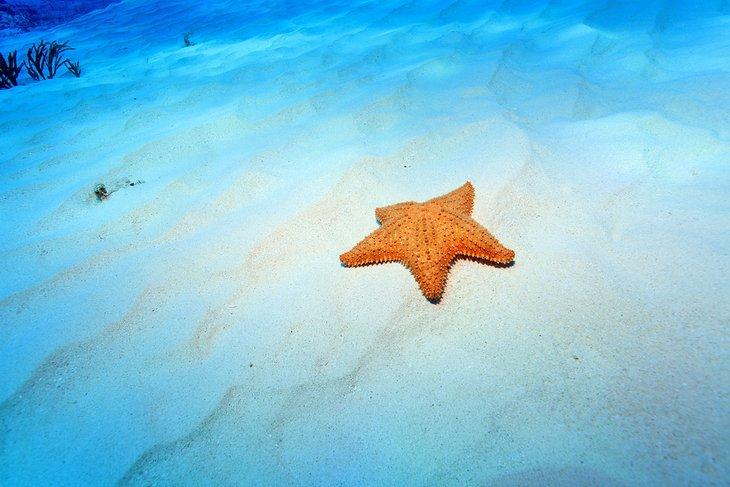 Estrellas de mar frente a Playa El Cielo