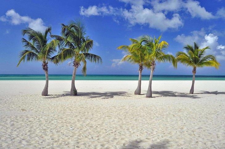 Palmeras en la Isla Pasión