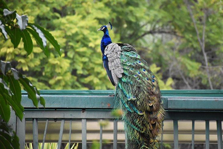 Pavo Real en el Arboreto del Condado de Los Ángeles
