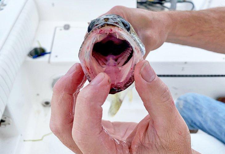 Dientes de lucioperca