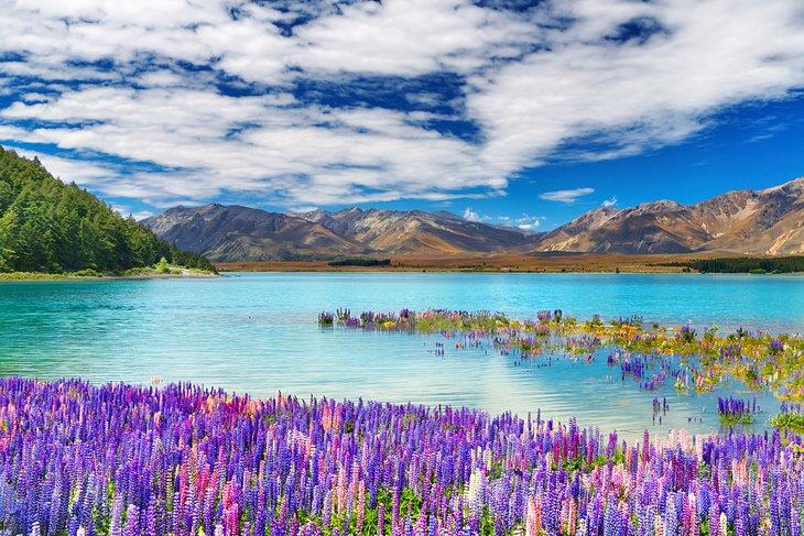 Lupin floreciendo en el Lago Tekapo, Nueva Zelanda