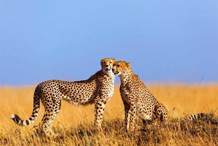 Guepardo en la Masai Mara