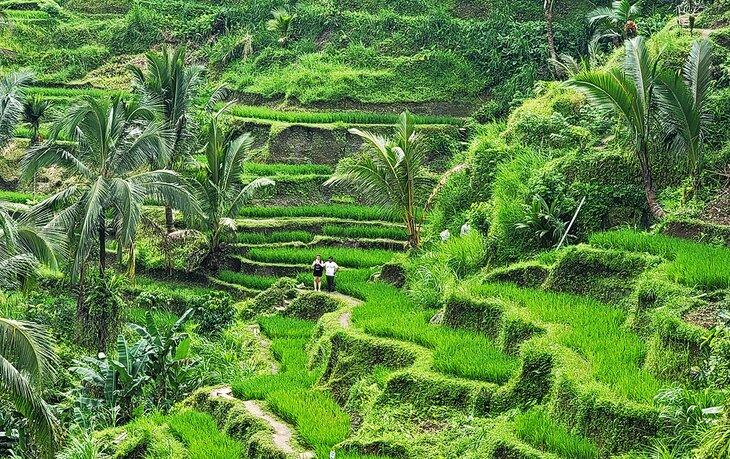Terrazas de arroz Tegallalang en Bali