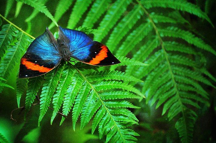 Entopia por Penang Butterfly Farm