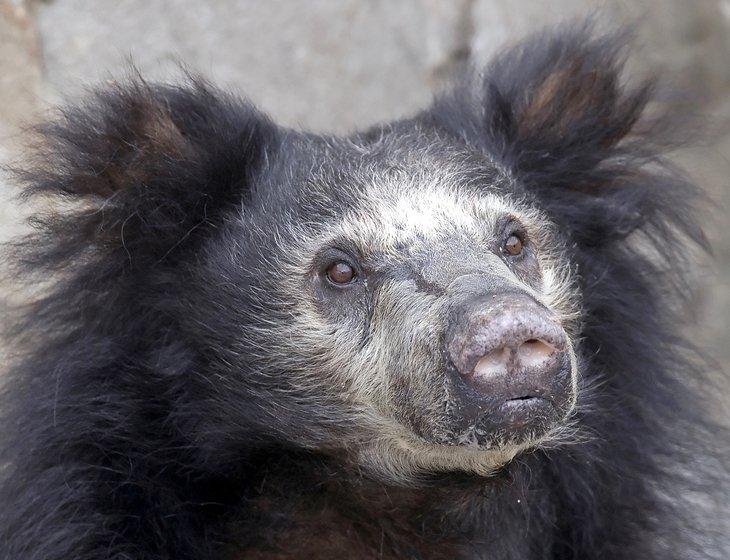 Ours paresseux