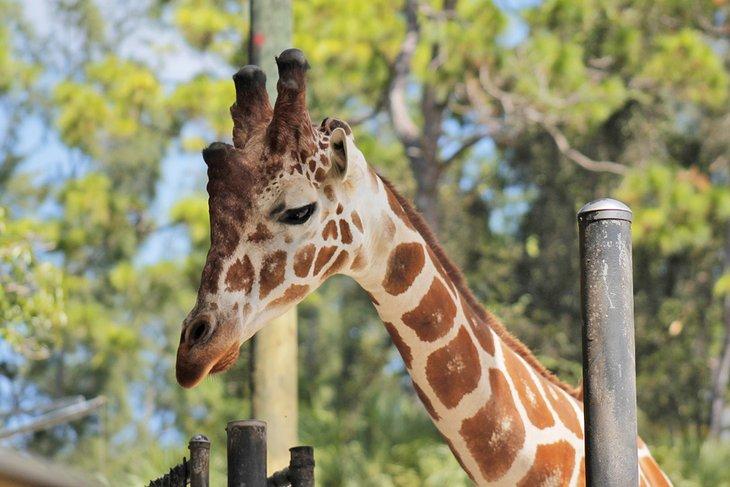 Jirafa en el zoológico de Nápoles