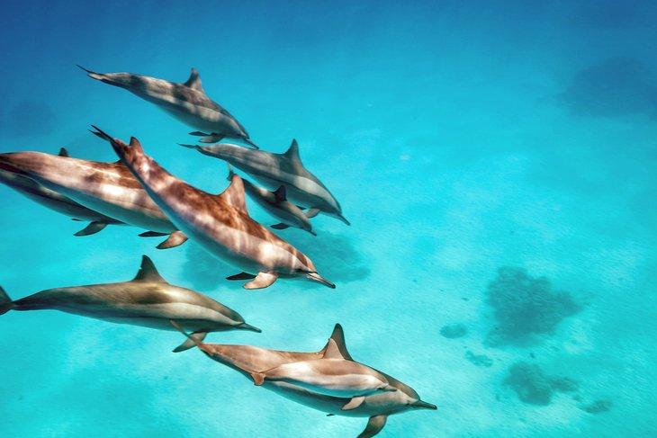 Delfines giradores en Shaab Samadai