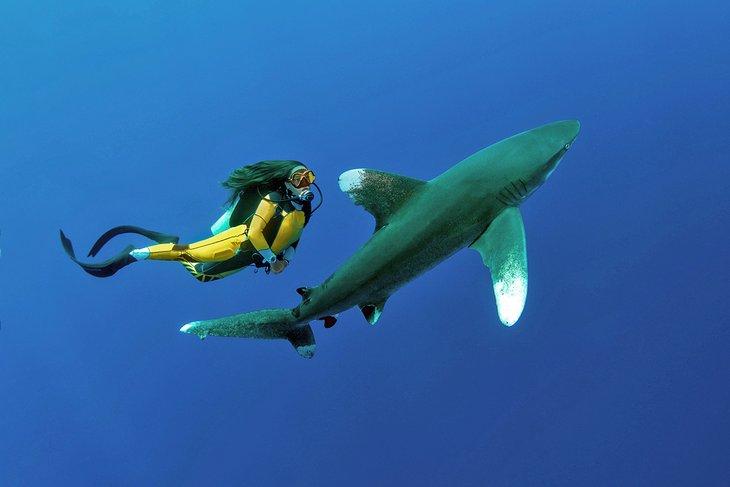 Encuentro con tiburón de punta blanca oceánico en el Arrecife Elphinstone