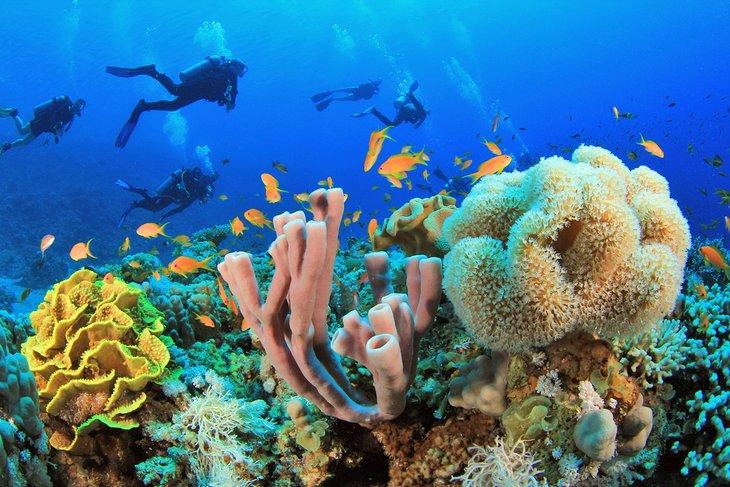 Buceo en un arrecife de coral cerca de Sharm el-Sheikh