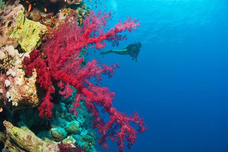 Buceador y coral en el Arrecife Thomas