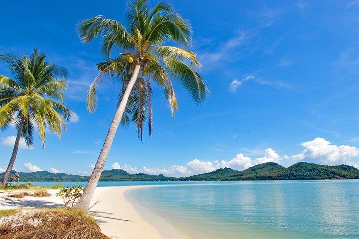 Palmeras en la playa de Ko Yao Yai