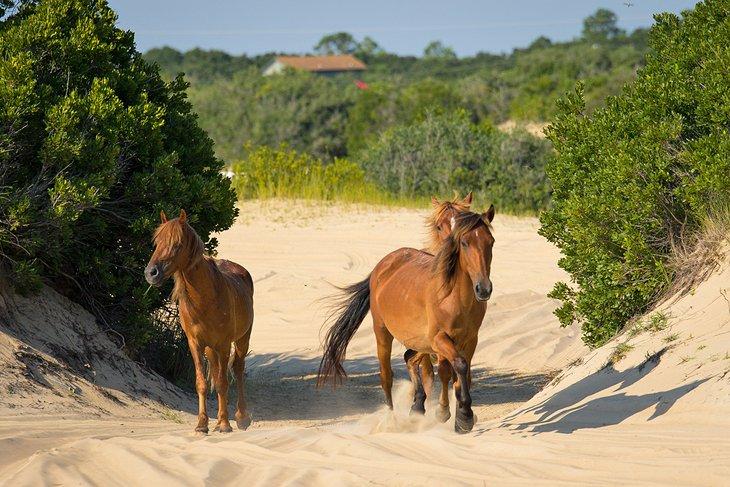 Caballos salvajes de Corolla
