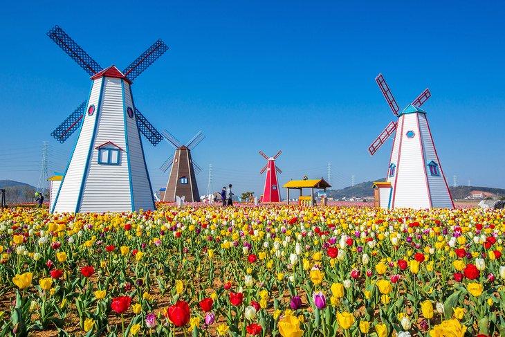 Tulipanes y molinos en Holland, Michigan