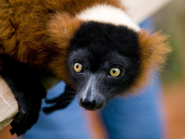 Roter Ruffed Lemur
