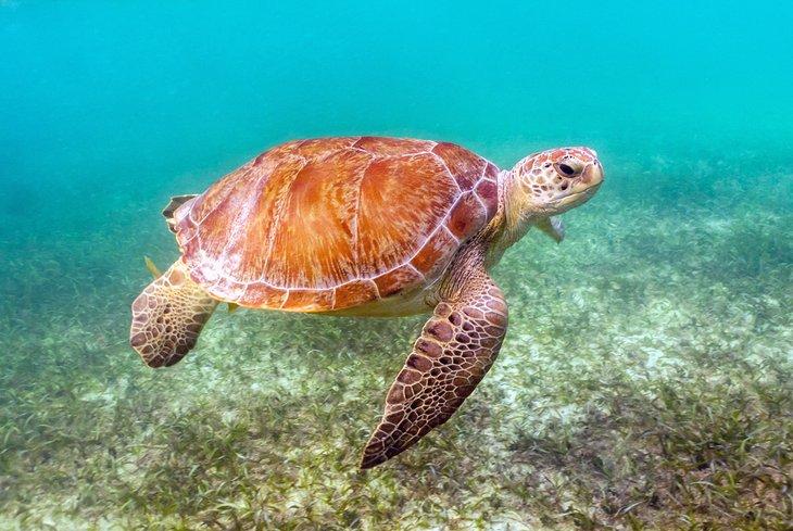 Tortuga verde nadando en Akumal