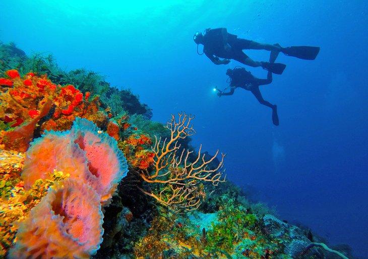 Buceo en Playa del Carmen