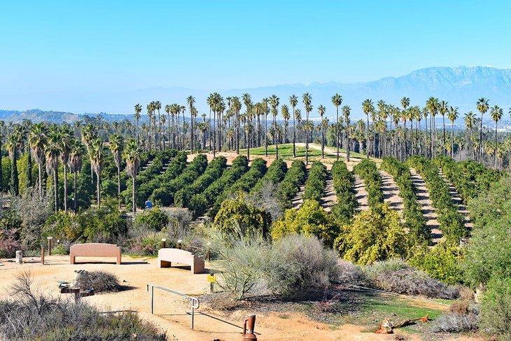 Palmeras en el Parque Histórico Estatal de Cítricos de California