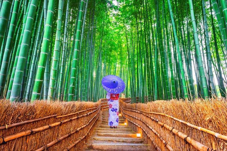 Der Arashiyama-Bambuswald