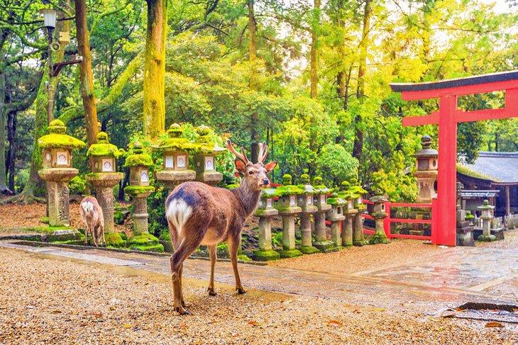 Wilde Rehe im Nara Park