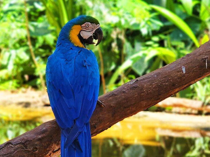Un guacamayo azul y amarillo en el Parque de Aves
