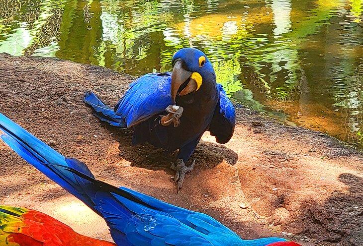 Un guacamayo hyacinth en el Parque de Aves