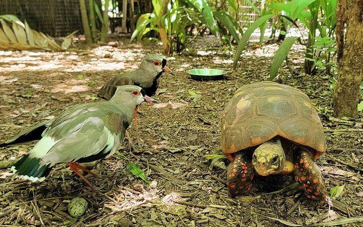 Una tortuga en el Parque de Aves