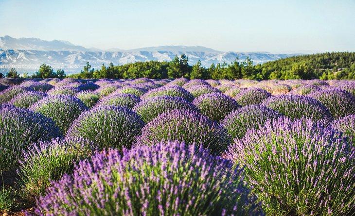 Campos de lavanda cerca de Eğirdir