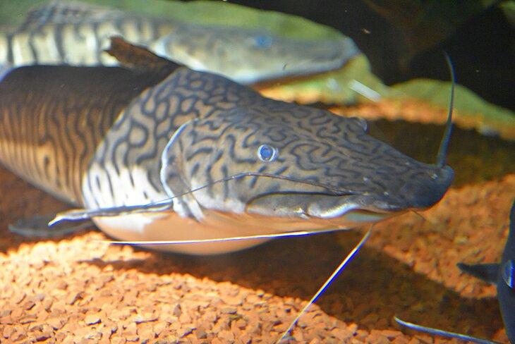Pez gato en el Acuario Dingle Oceanworld