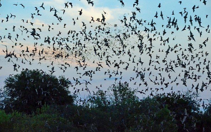 Murciélagos de cola libre mexicanos emergiendo por la noche