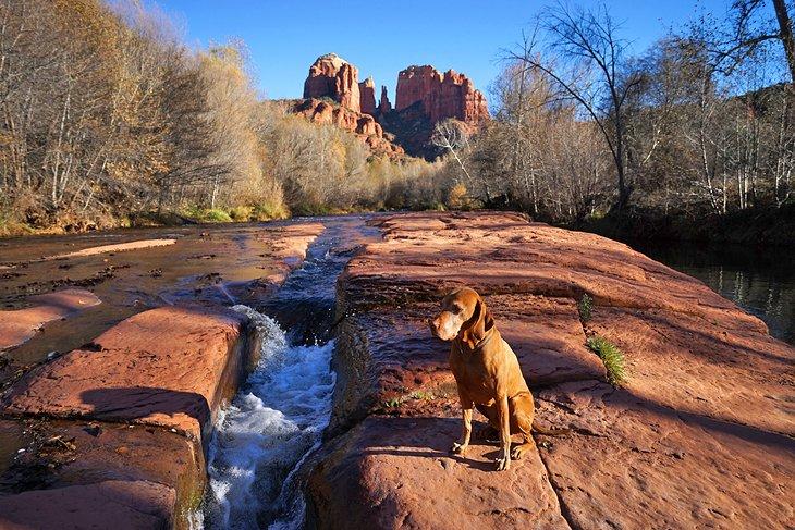 Un chien au bord de la rivière à Sedona avec Cathedral Rock au loin