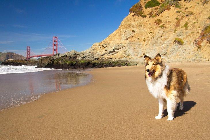 Un colley sur Baker Beach