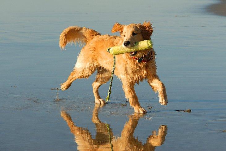 Plage pour chiens à Del Mar, CA