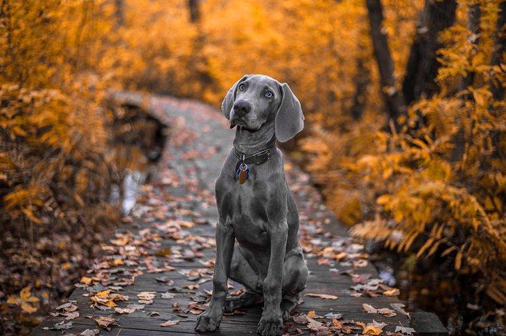 Un Weimaraner le long d'un sentier de randonnée de New York en automne